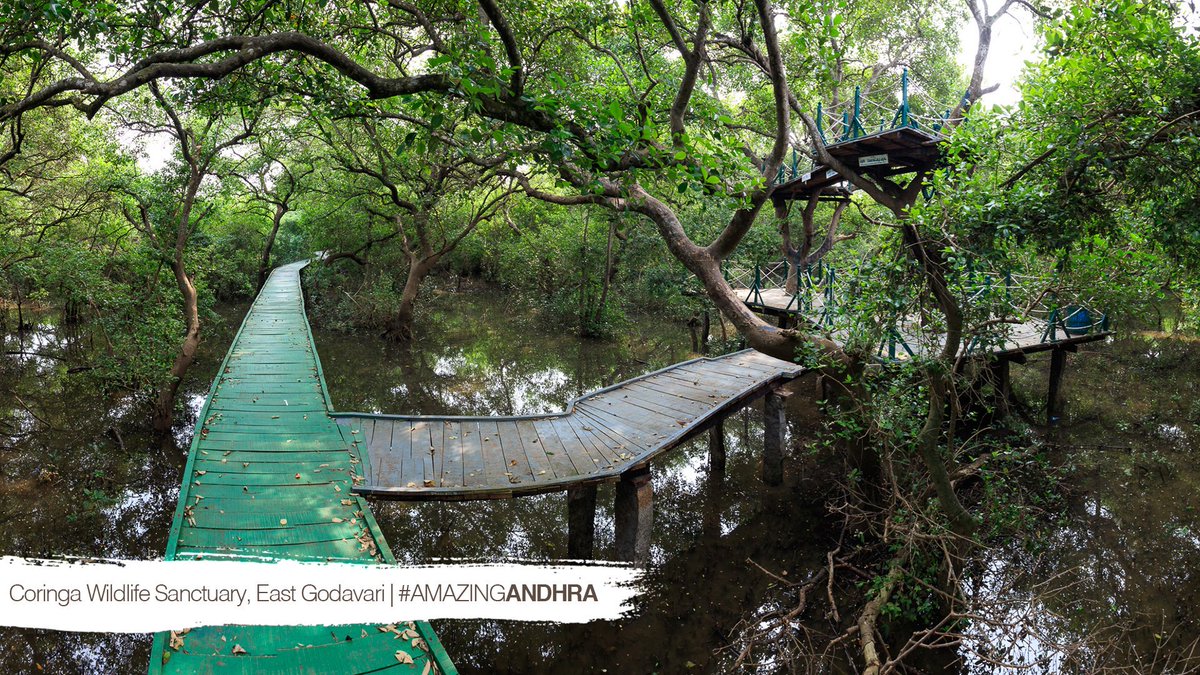 Mangrove Forest Coringa Sanctuaryjpg 1774849803081