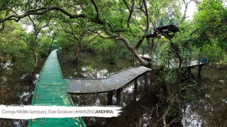 कोरिंगा वन्यजीव अभयारण्य: आंध्र प्रदेश का प्राकृतिक खजाना (Coringa Wildlife Sanctuary)